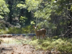 Deer in the park: 1024x768